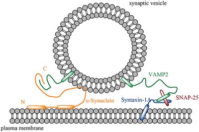 The Membrane Interaction of Alpha-Synuclein